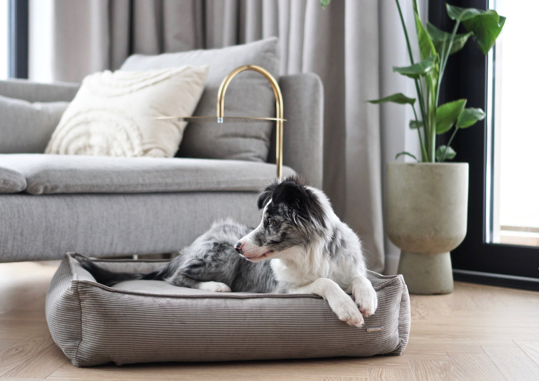 Hoe kies je een hondenmand die past bij je interieur?