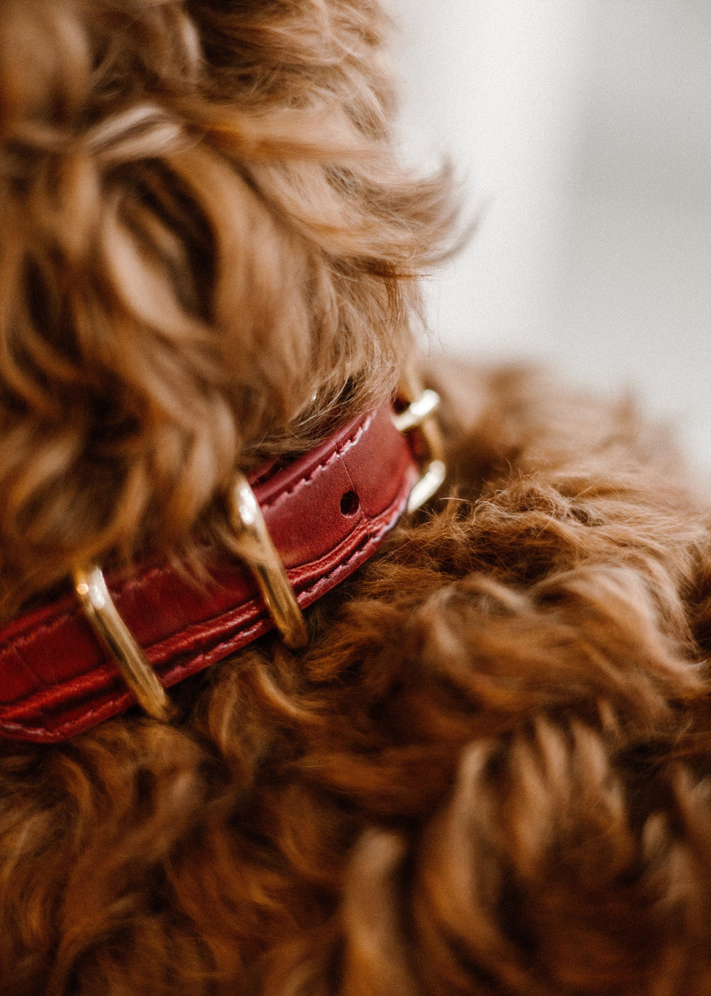Burgundy hondenhalsband van vegan leer