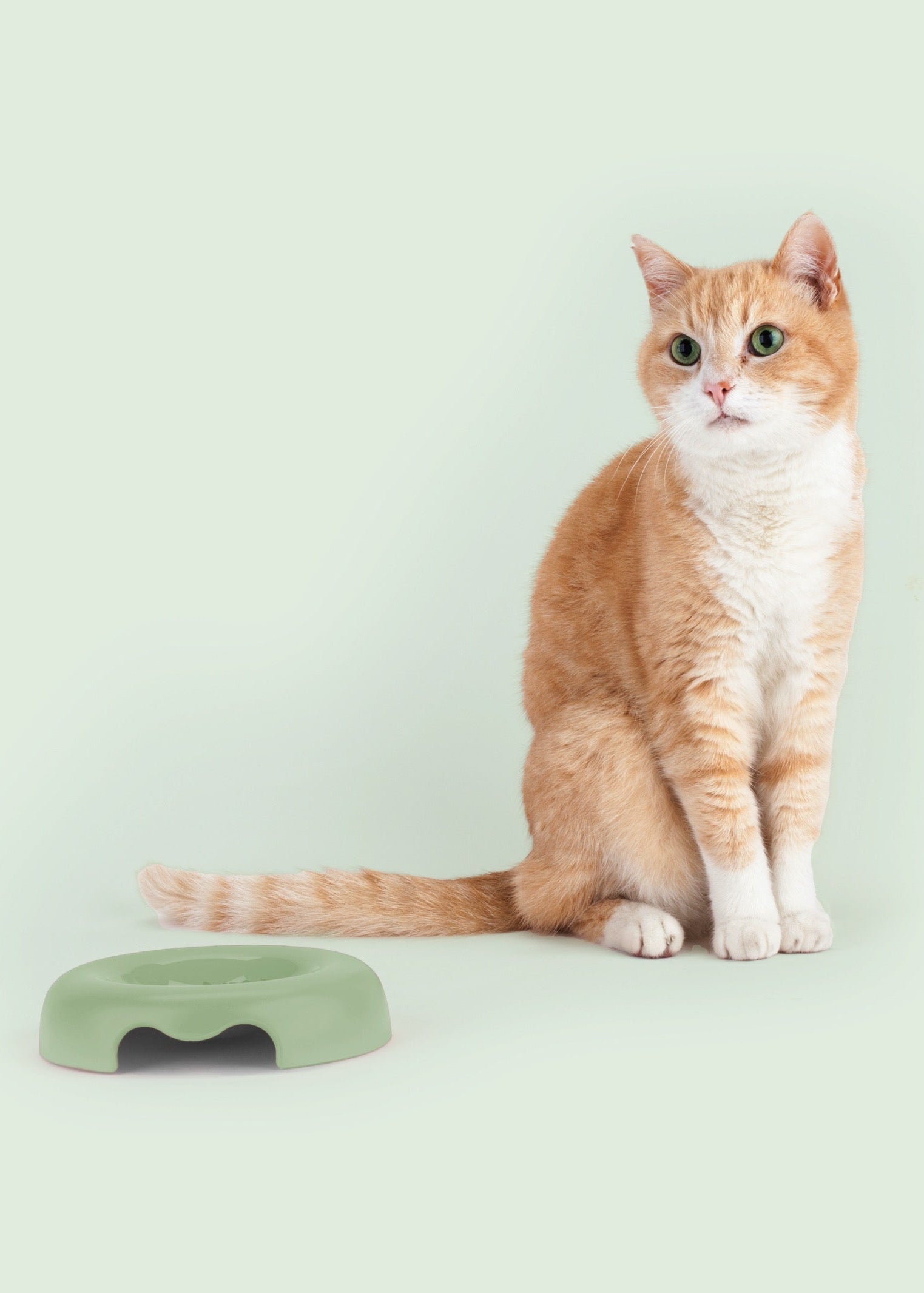 Groene Kitty Cat Voerbak – platte design voerbak voor katten met antislipbodem