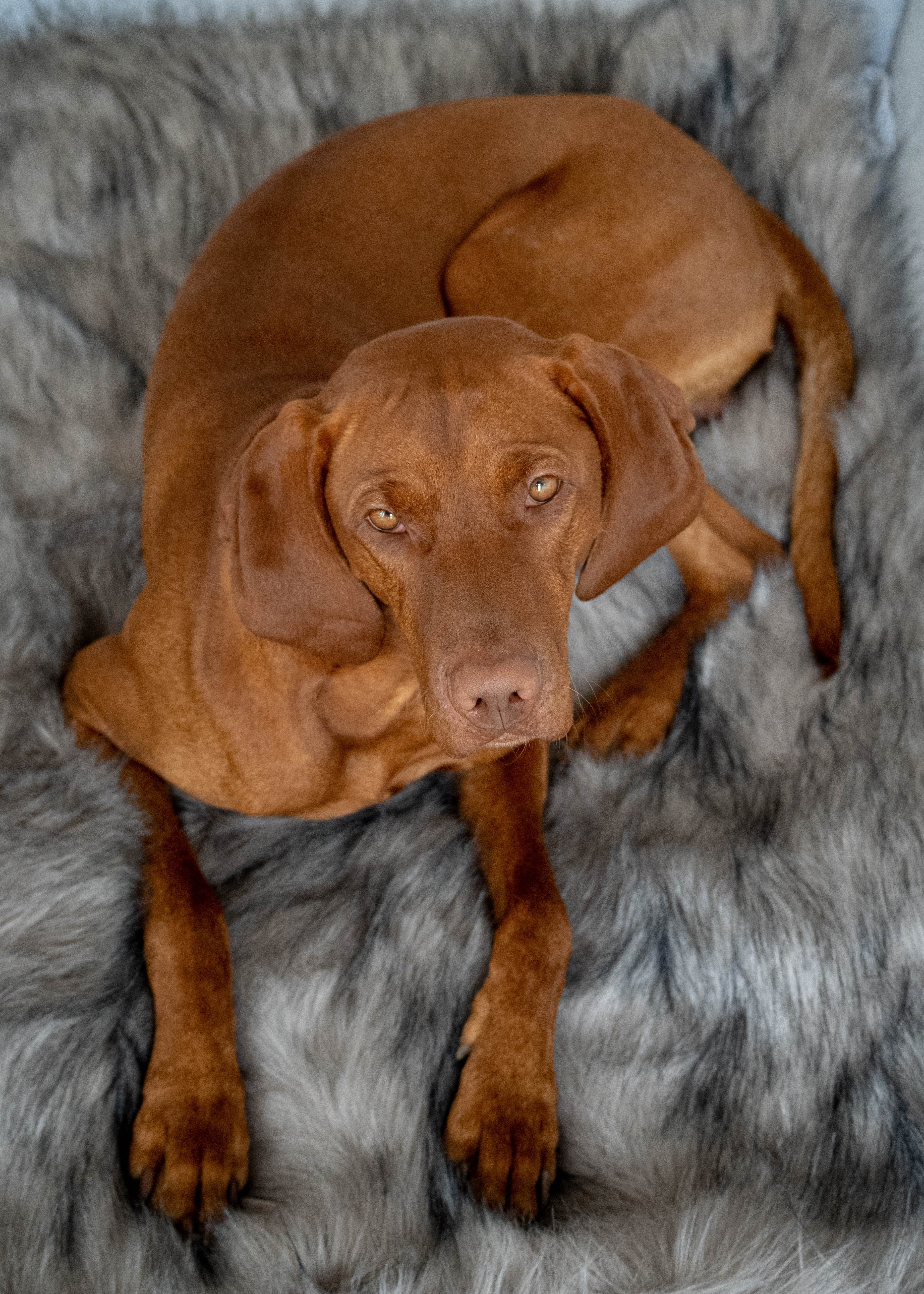stijlvolle deken voor hond of kat op bank – Labbvenn Föra design deken interieur