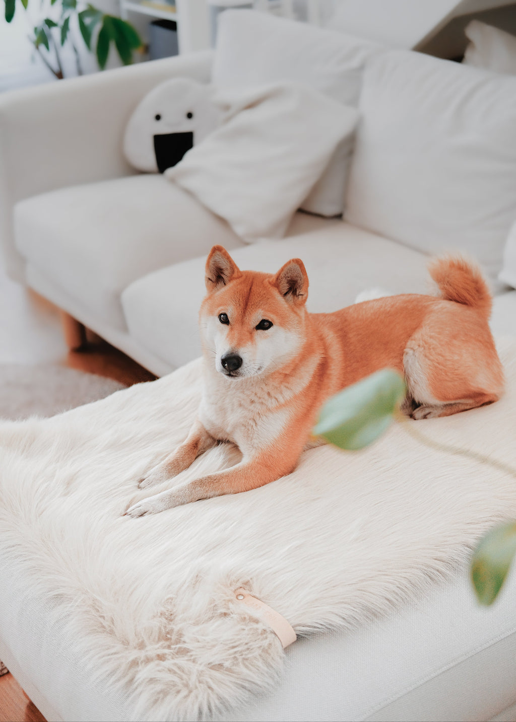 stijlvolle deken voor hond of kat op bank – Föra design deken interieur