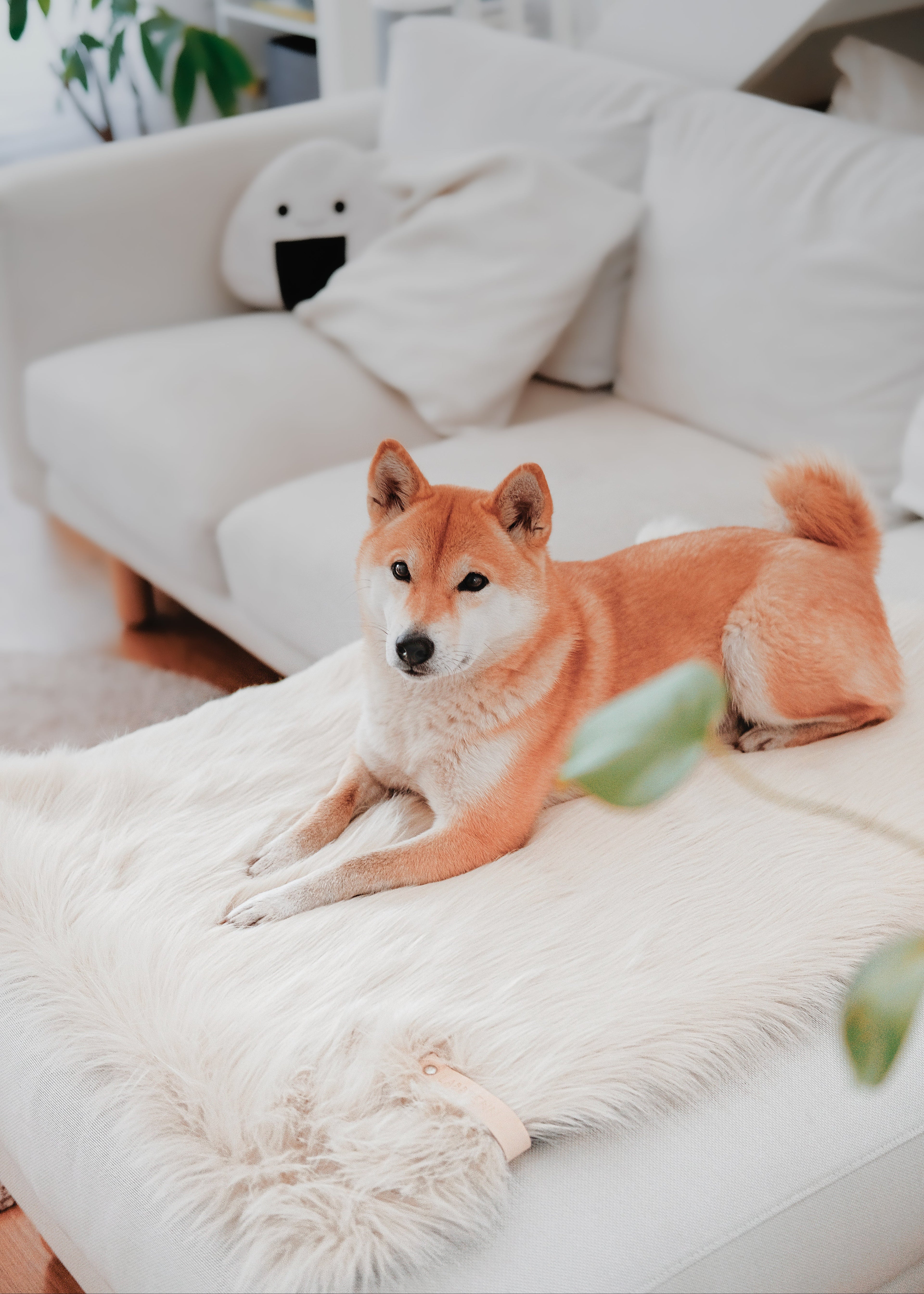 stijlvolle deken voor hond of kat op bank – Föra design deken interieur
