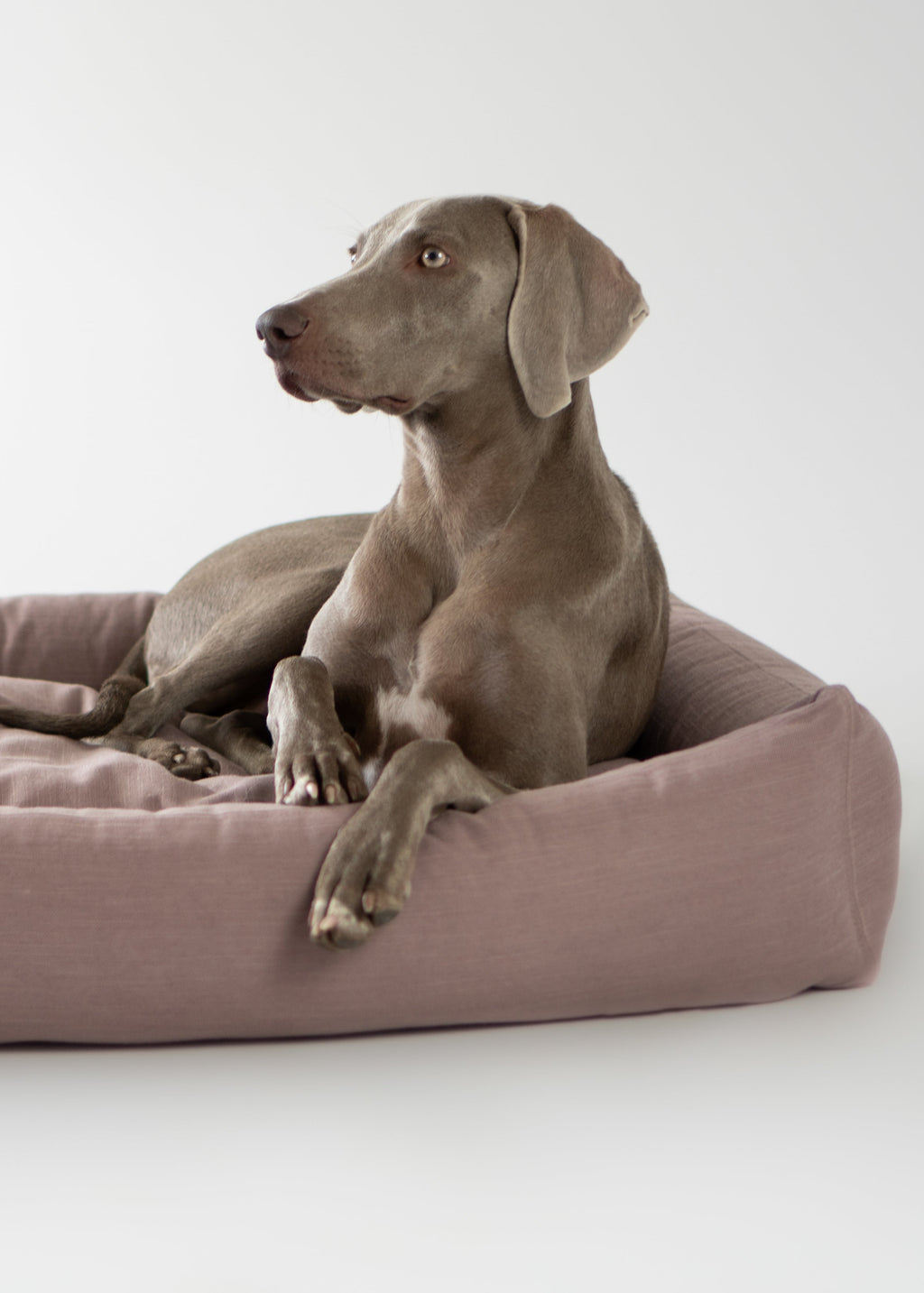 stijlvol hondenbed met warme uitstraling – Labbvenn Stokke in interieur