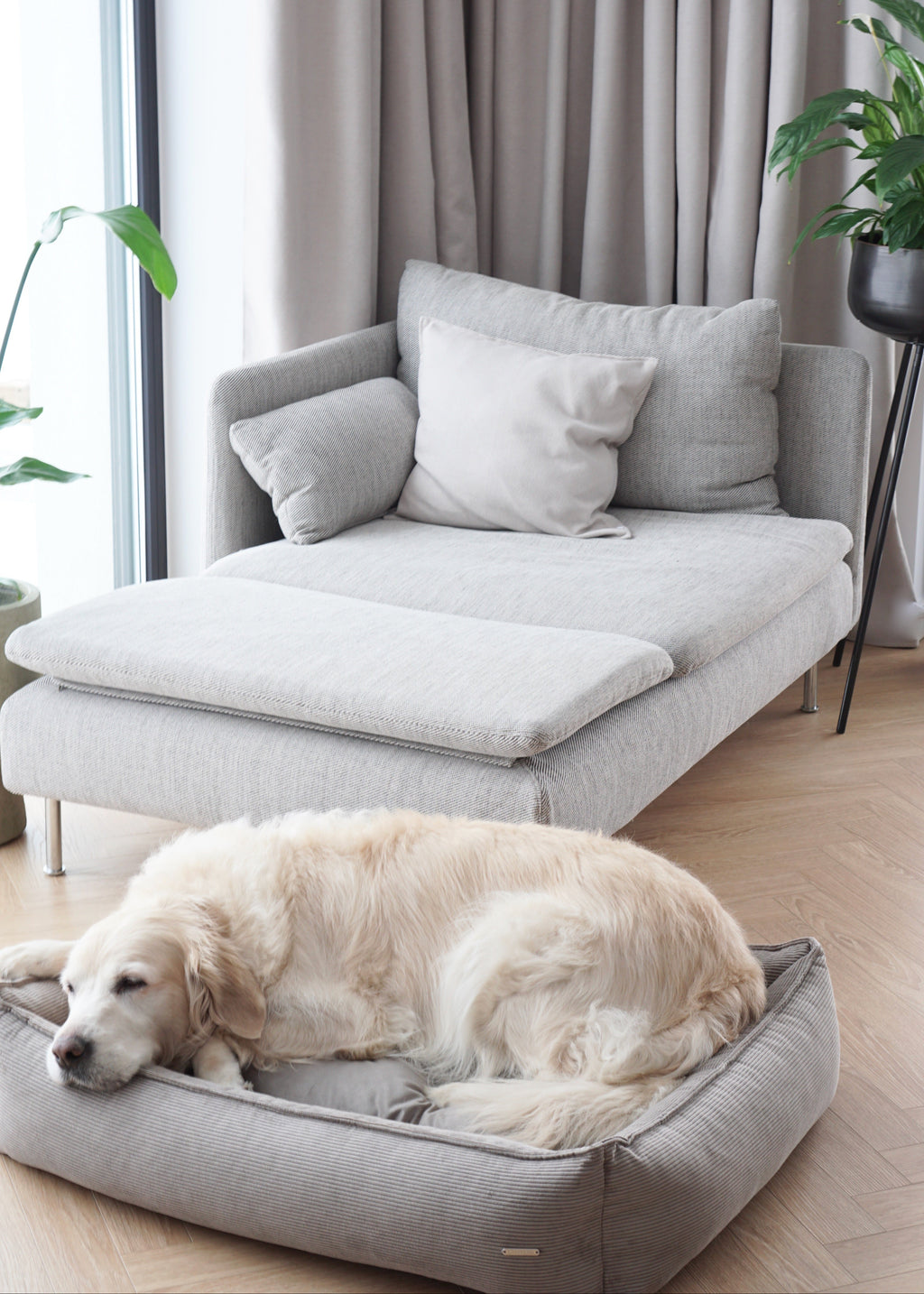 stijlvol hondenbed ribfluweel – Labbvenn Strippo in stijlvol interieur