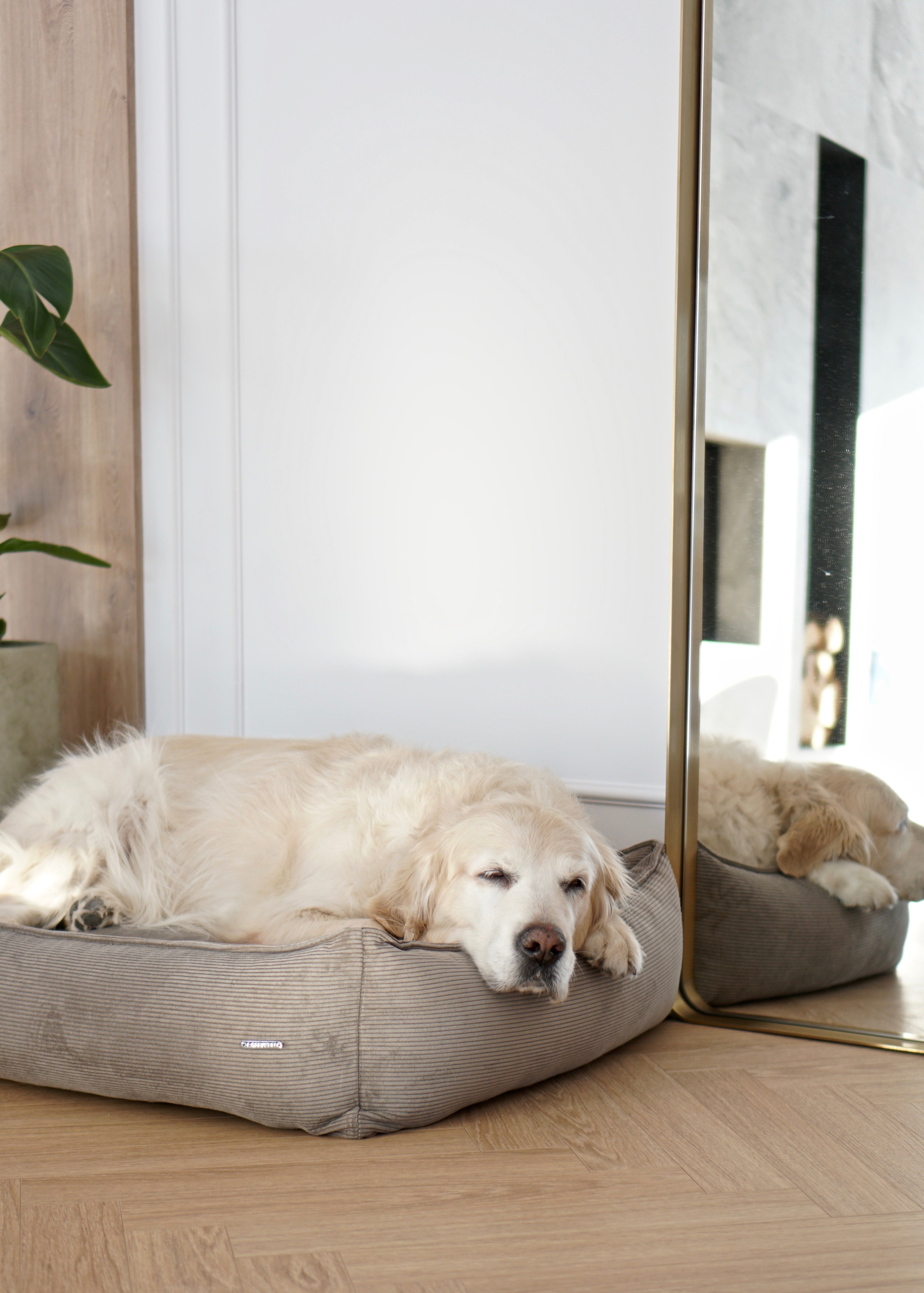 stijlvol hondenbed ribfluweel – Labbvenn Strippo in modern interieur
