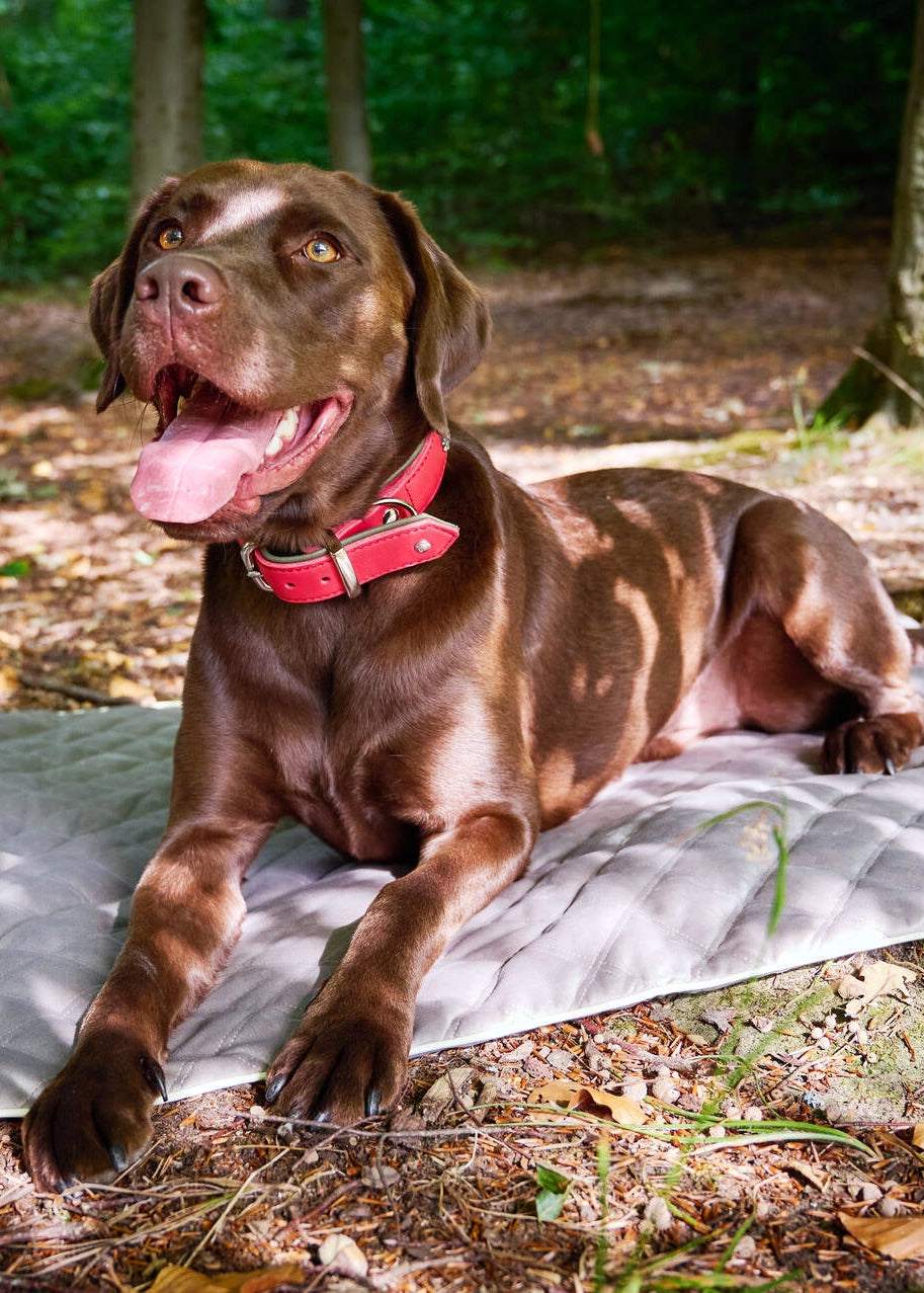 waterafstotende hondendeken taupe met velvet look – Laboni Oxford