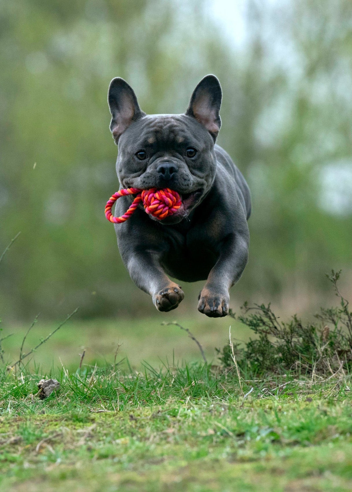 hond speelt met touwbal voor apporteren en trekspel – Laboni speelgoed