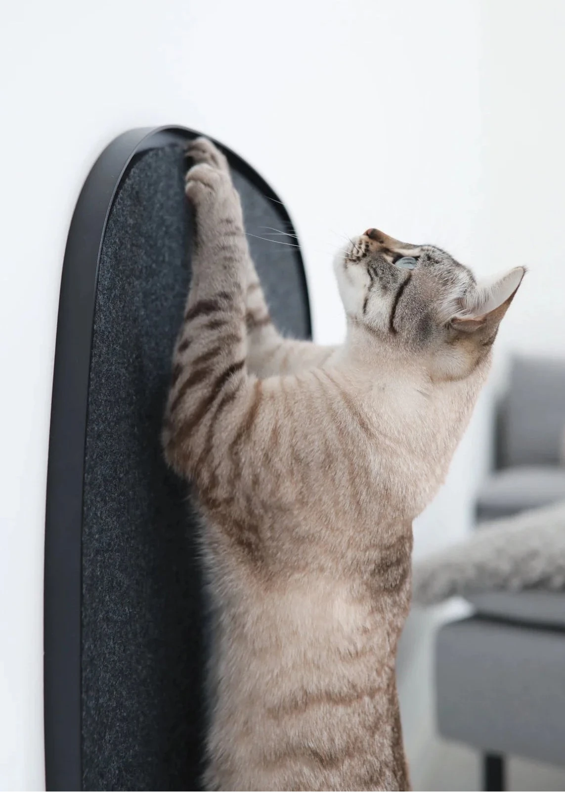 Stijlvolle honden- en kattenaccessoires van MiaCara, shop ze nu op saarenlou.nl