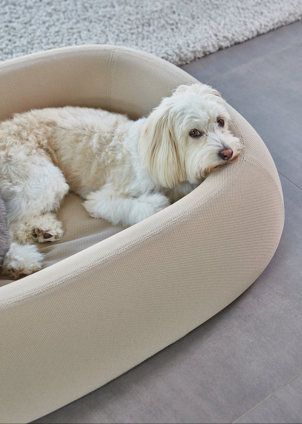 Modern hondenbed met stevige schuimranden, orthopedisch matras en strak design voor optimaal comfort en ondersteuning