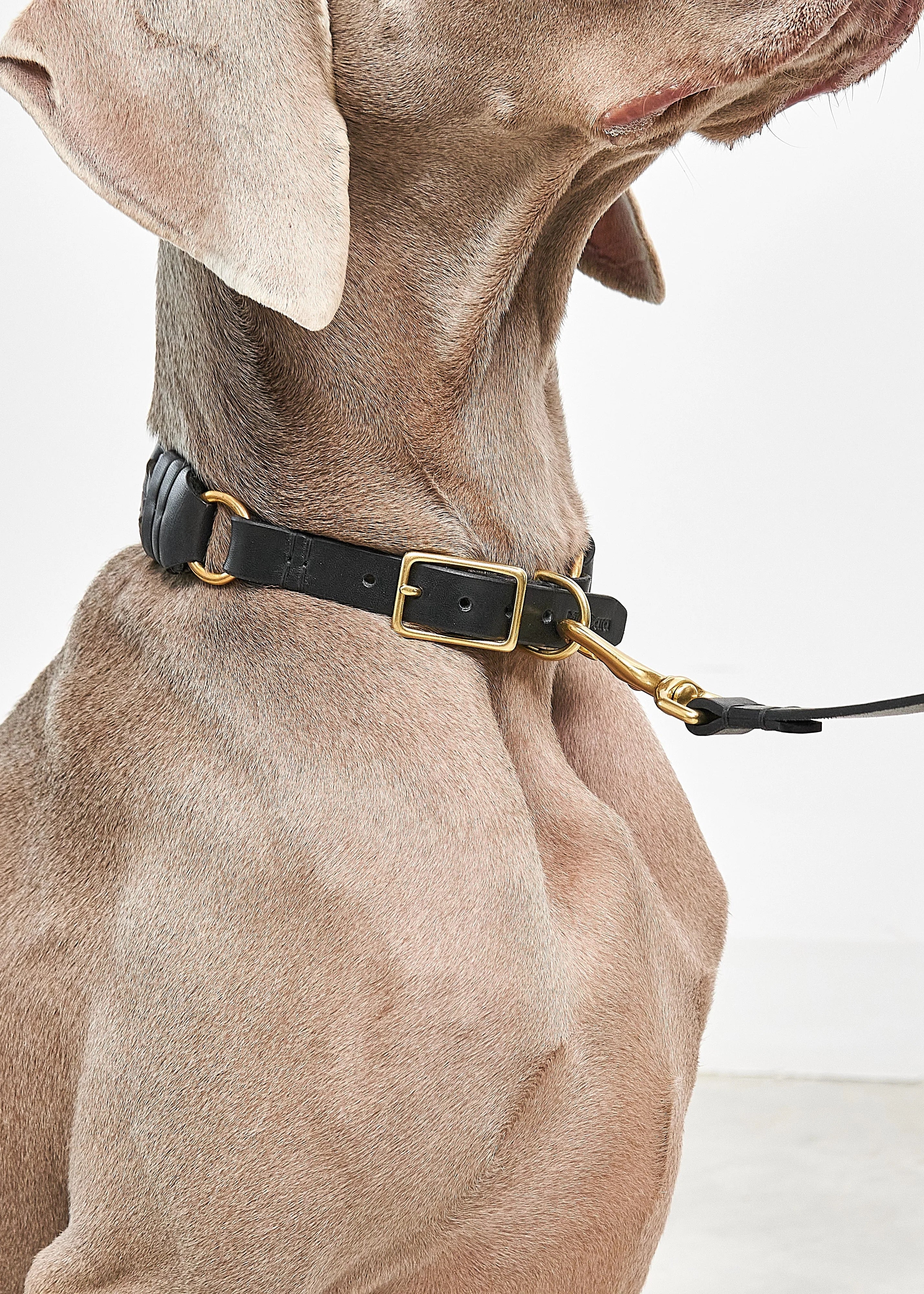 Handgeweven hondenhalsband van plantaardig gelooid leer met messing details