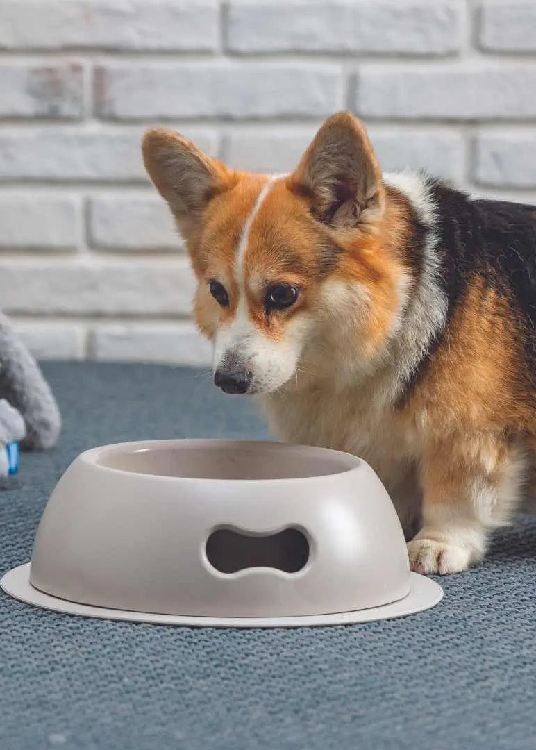 Honden voerbak met handgreep grijs – United Pets Pappy design