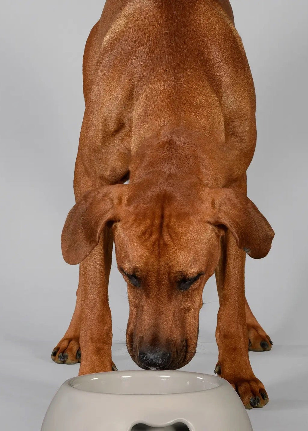 United Pets Pappy voer- en drinkbak van polypropyleen met antislipbodem grijs