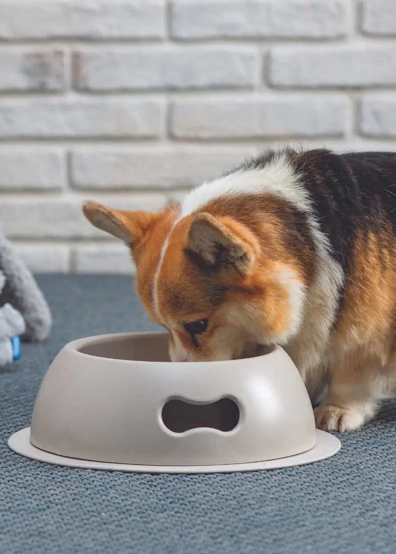 Pappy voer- en drinkbak van polypropyleen met antislipbodem grijs United Pets