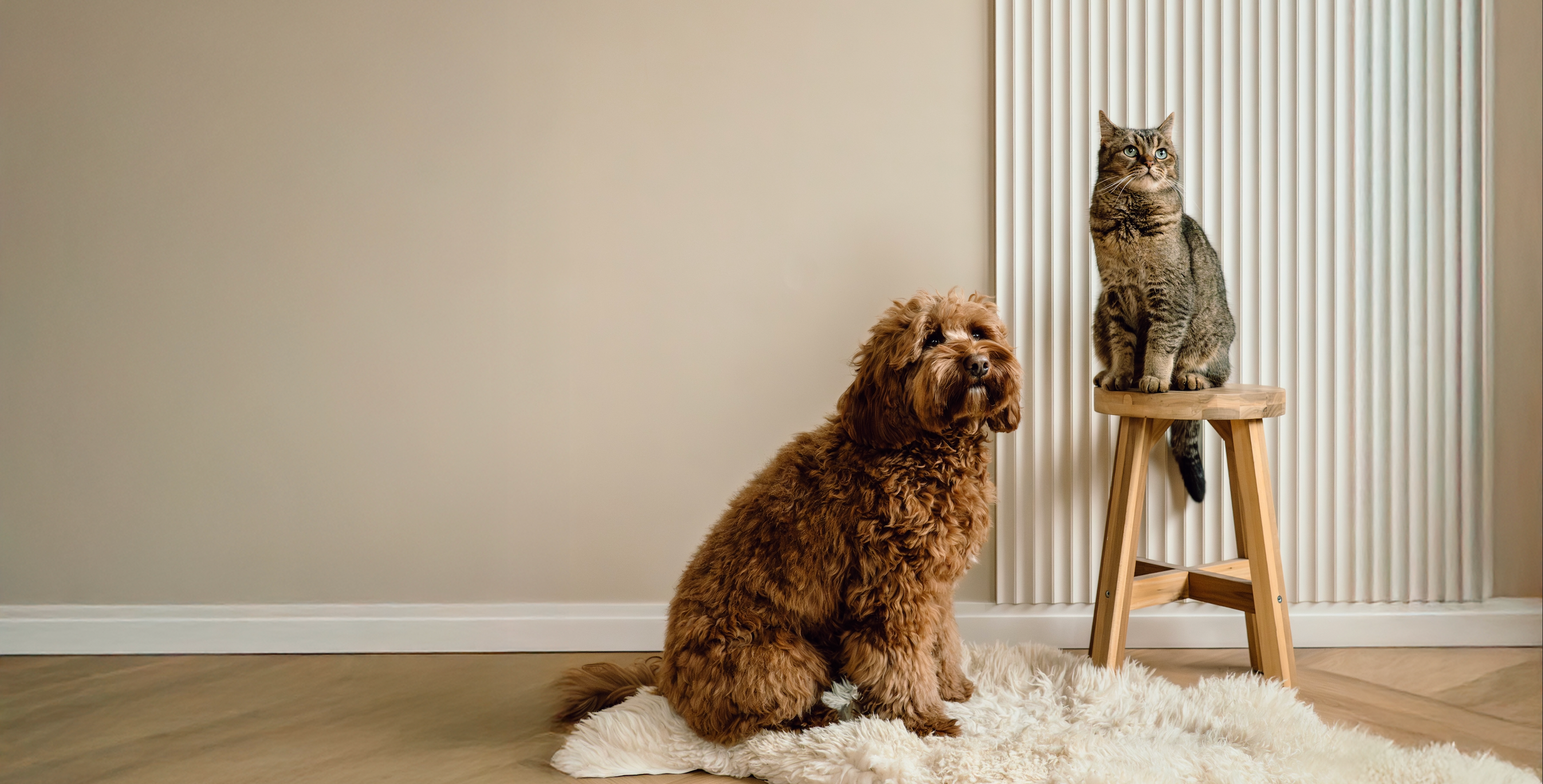 Saar & Lou, stijlvolle honden- en kattenaccessoires