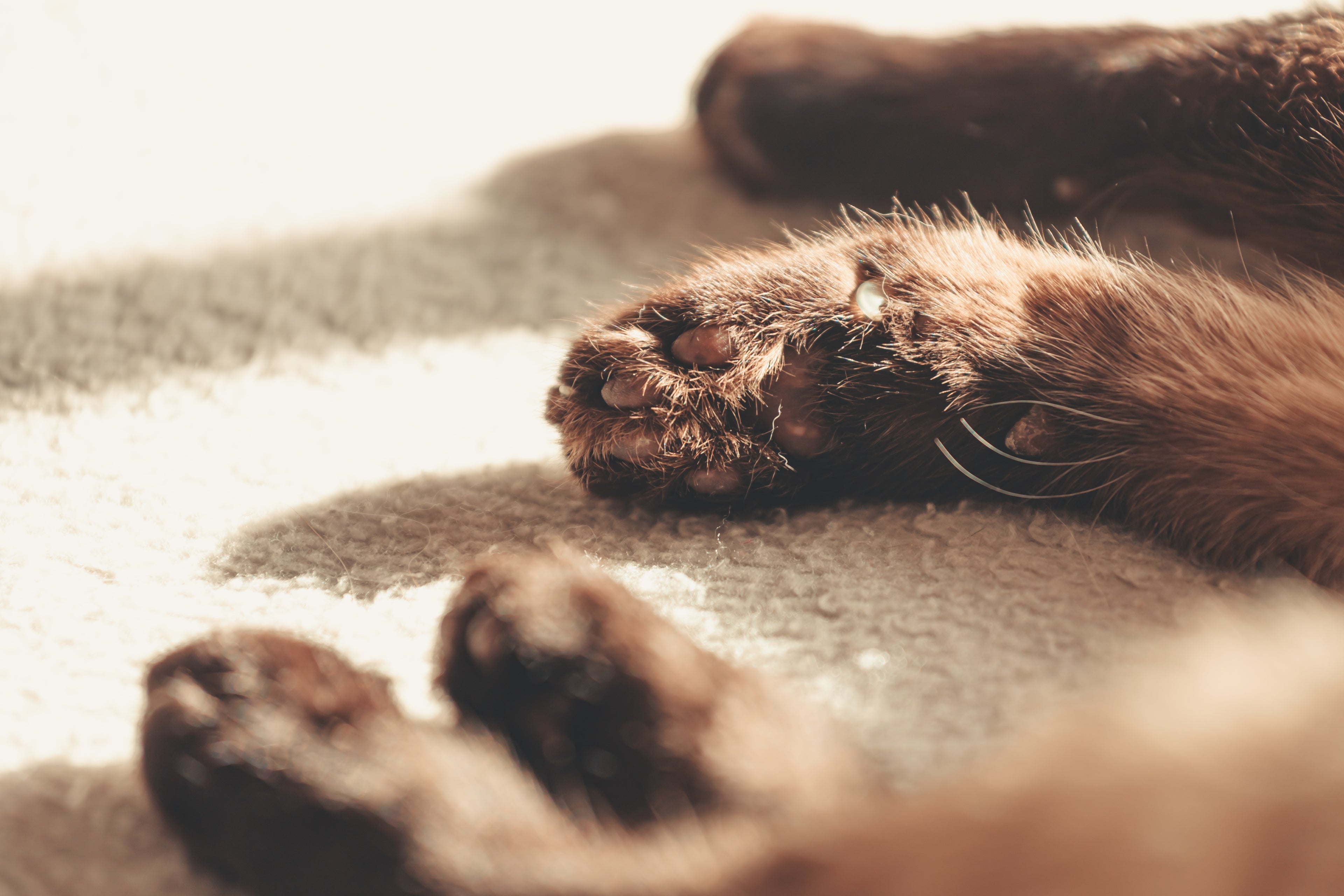 saarenlou.nl fluffy kat kattenaccessoires